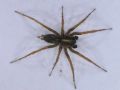 Lycosoides coarctata